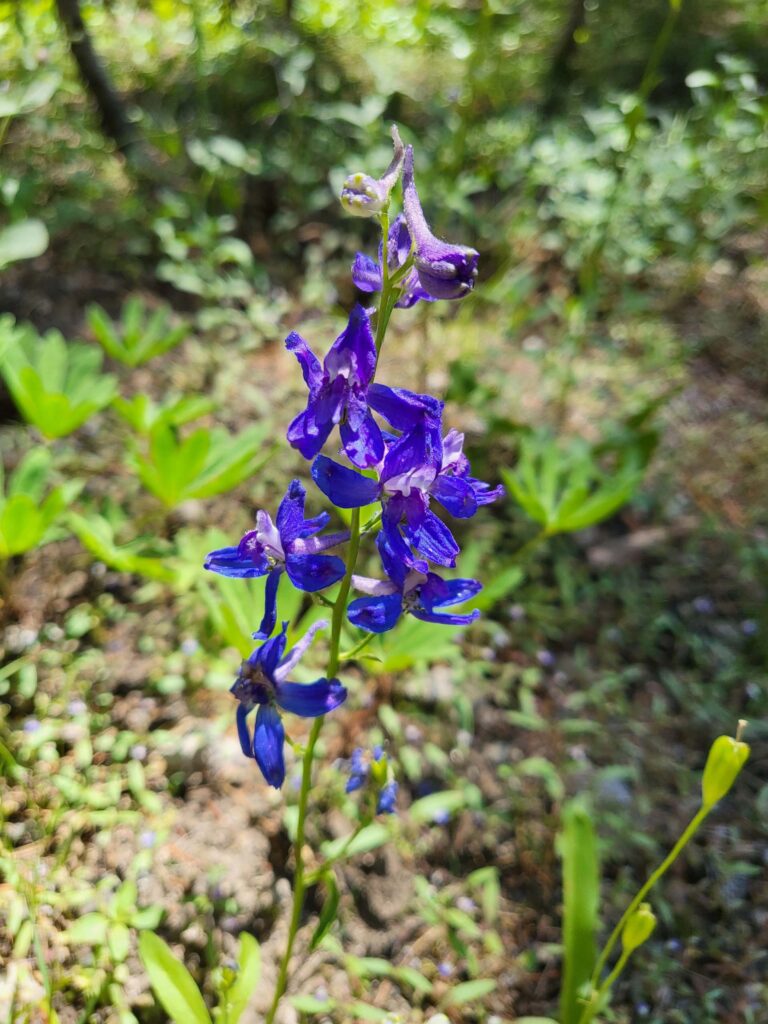 Nuttall's larkspur on Paradise Meadows Trail. Photo by Doug Mandel.  Lassen.  July 12, 2025.