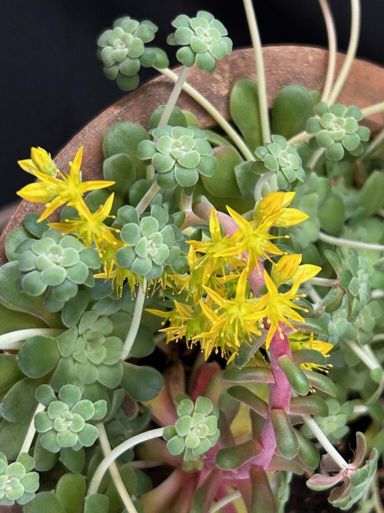 Yellow flowers blooming on a green sedum plant. Photo by MaryAnn McCrary.  March 23, 2025.