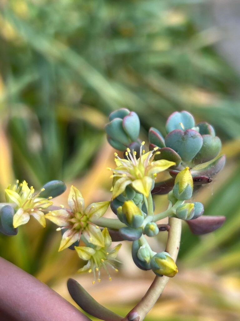A cream stonecrop plant, with yellow flowers and small heart-shaped green leaves. Photo by MaryAnn McCrary. Spring 2025.