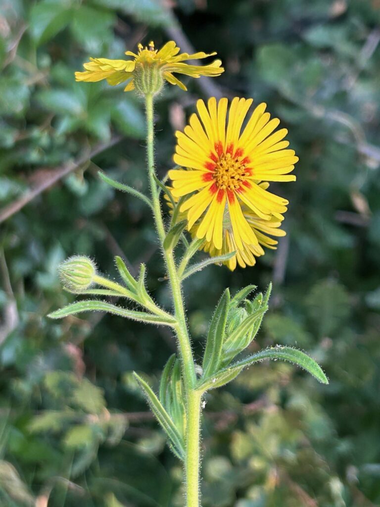 Close up of a common madia, Madia elegans, at the Bonny View Elementary School. Photo by MaryAnn McCrary