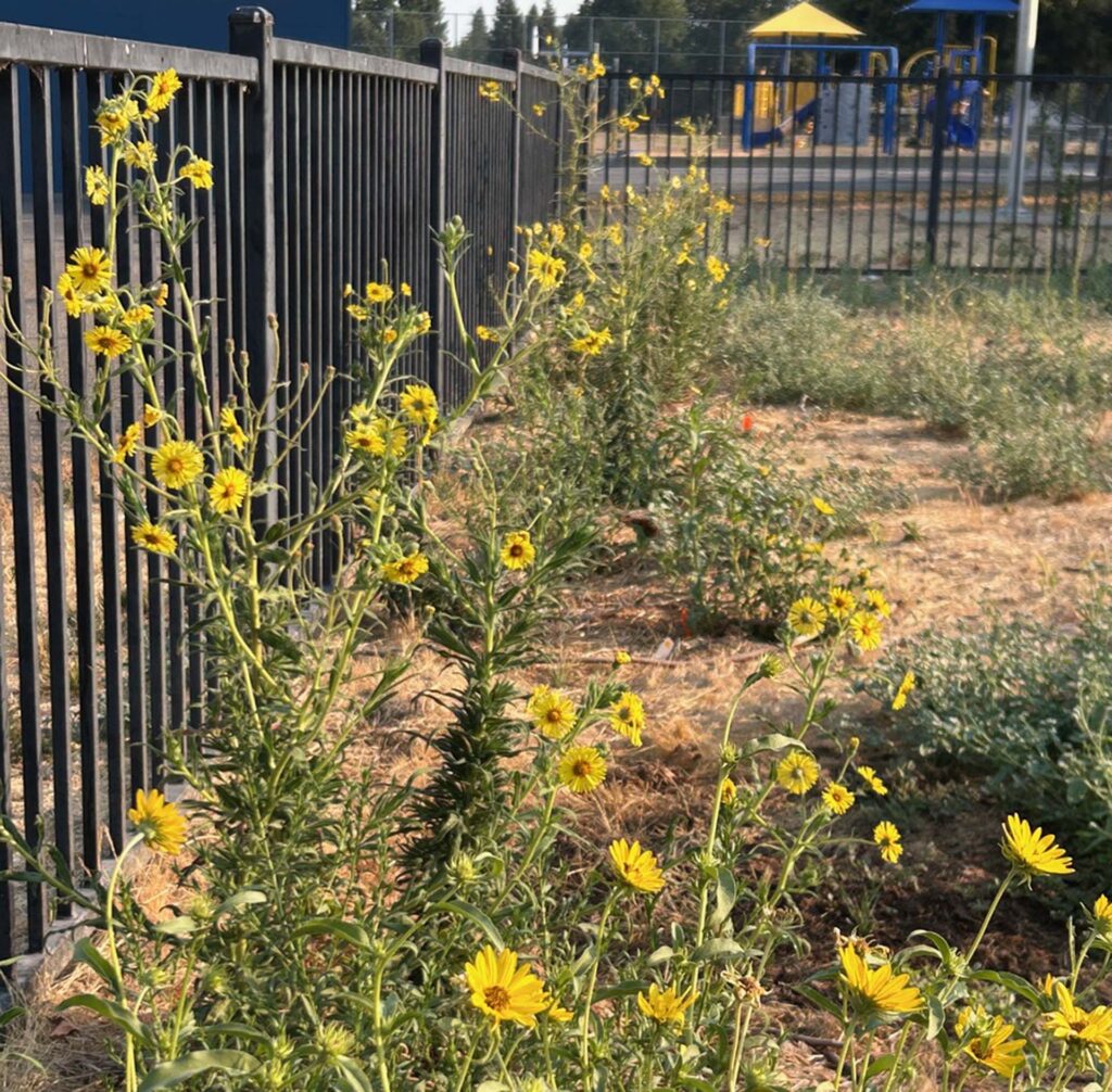 Yellow flowers grow almost as tall as the fence at Bonny View Elementary. Photo by MaryAnn McCrary