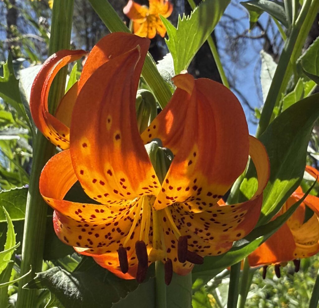 Leopard lily at Crumbaugh Lake. Photo by T. Swanson. July 19, 2025.