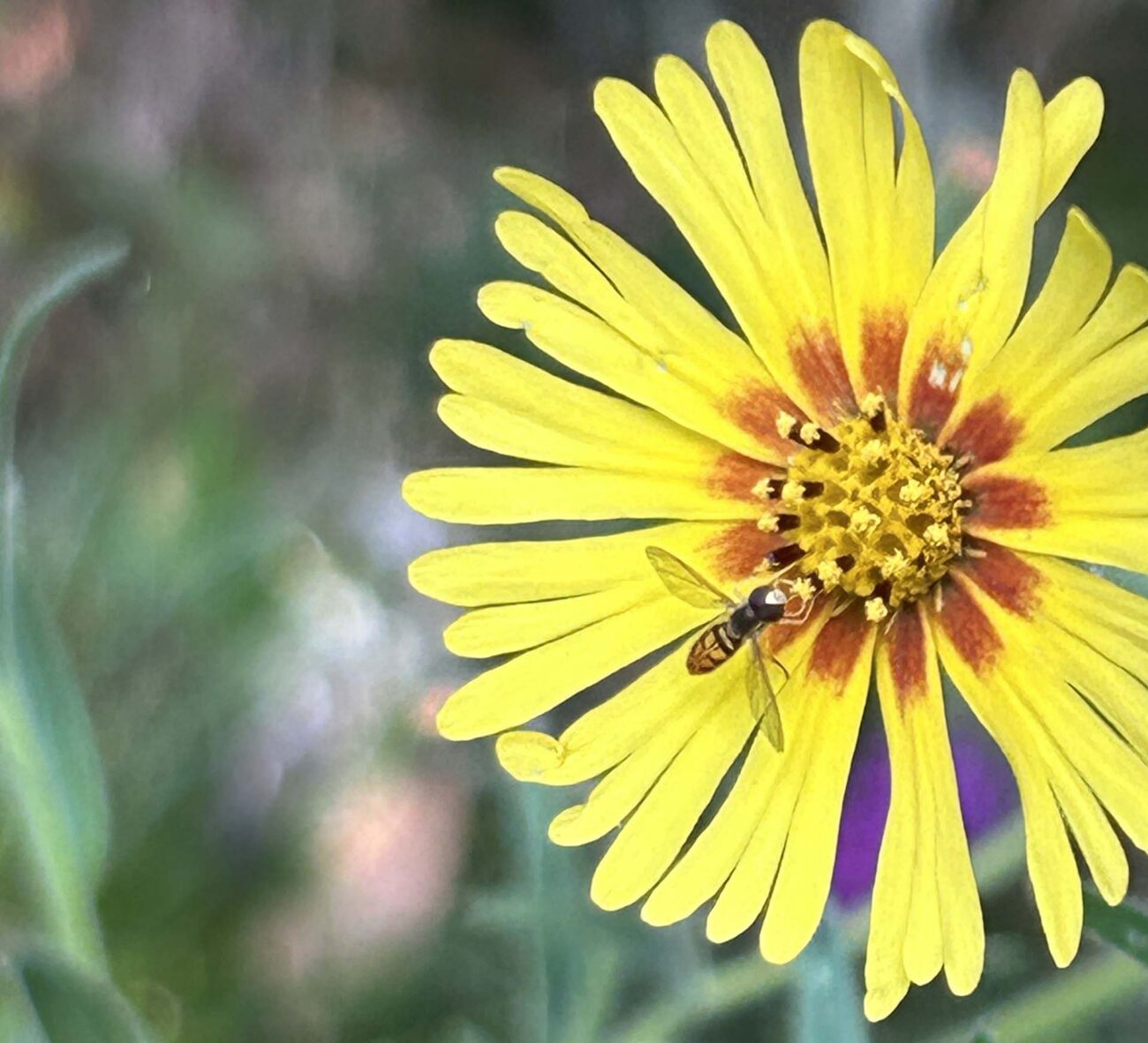 Hoverfly on common madia. MA McCrary.