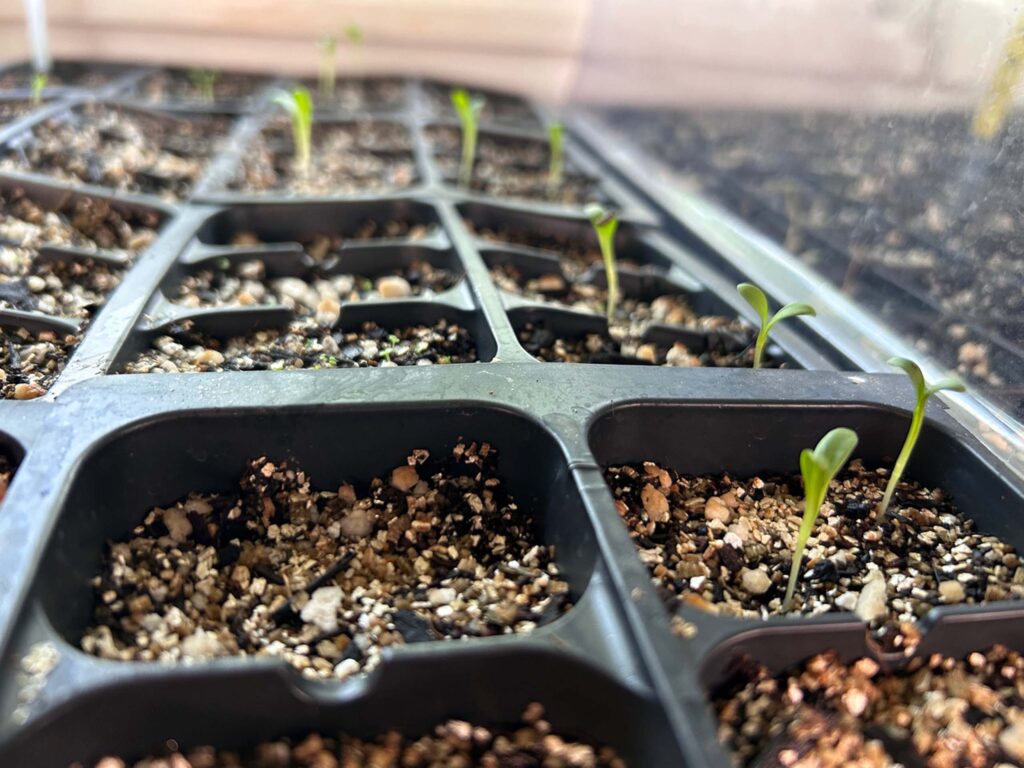 Green sprouts of sunflowers are growing out of a black tray in the nursery. Photo by MaryAnn McCrary.  July 29, 2025.