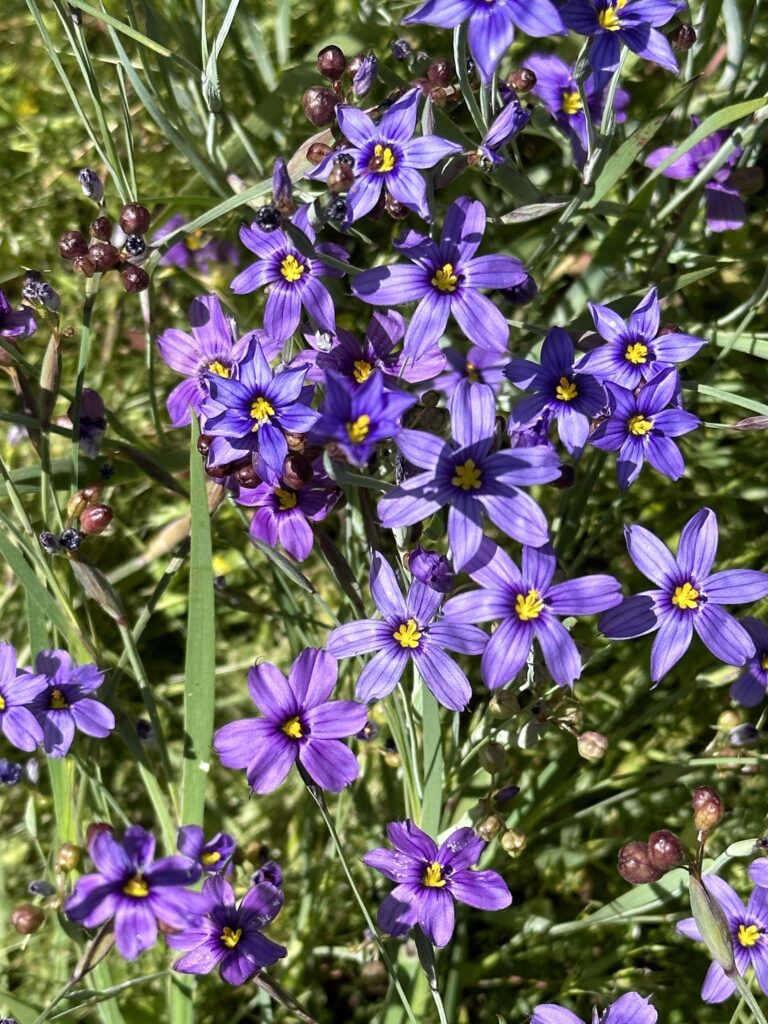 Purple flowers of the blue-eyed-grass plant. Photo by J. Nelson