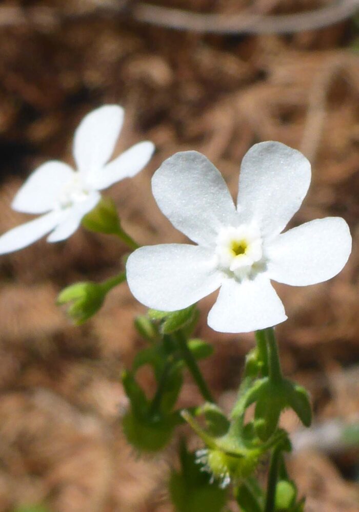 Showy stickseed. D. Burk. Pettijohn Trail. June 29, 2025.