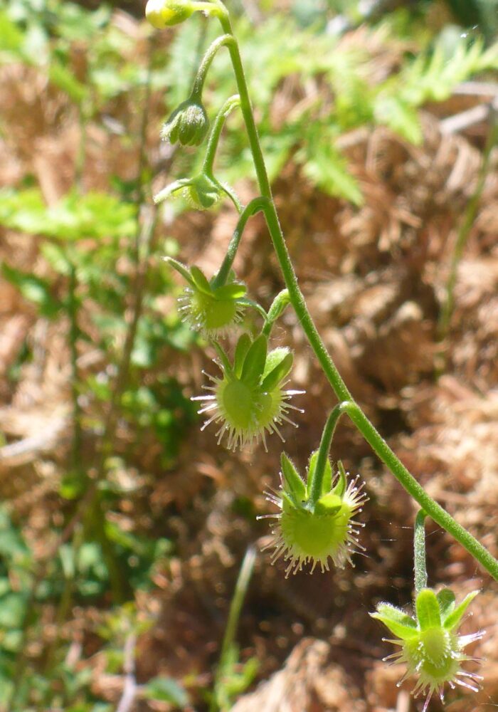 Showy stickseed in fruit. D. Burk. Pettijohn Trail. June 29, 2025.