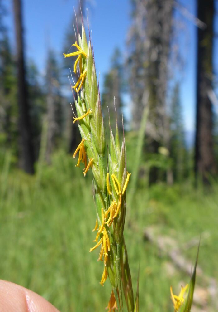 Claifornia brome. D. Burk. Pettijohn Trail. June 29, 2025.