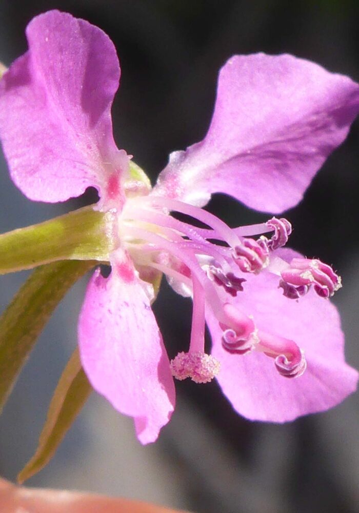 Diamond clarkia close-up. D. Burk. Pettijohn Trail. June 29, 2025.