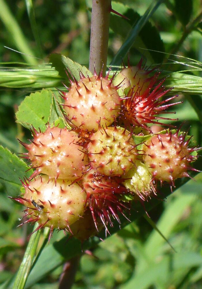 Spiny rose gall on wild rose, cause by a cynipid wasp. D. Burk. Pettijohn Trail. June 29, 2025.