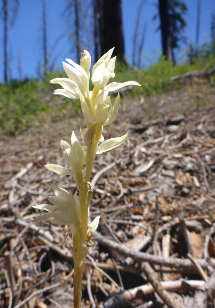 Phantom orchid. D. Burk. Pettijohn Trail. June 29, 2025.