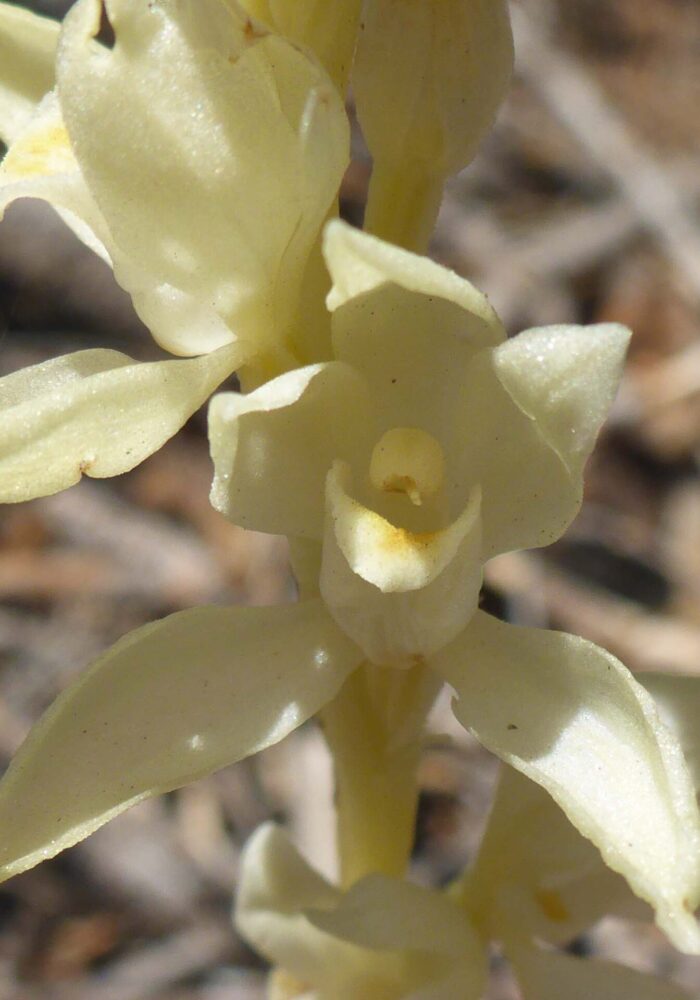Phantom orchid close-up. D. Burk. Pettijohn Trail. June 29, 2025.
