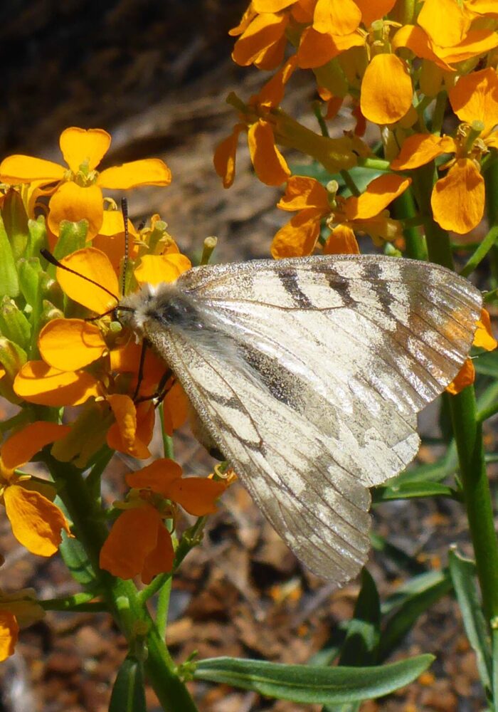 Clodius parnassian on western wallflower. D. Burk. Pettijohn Trail. June 29, 2025.