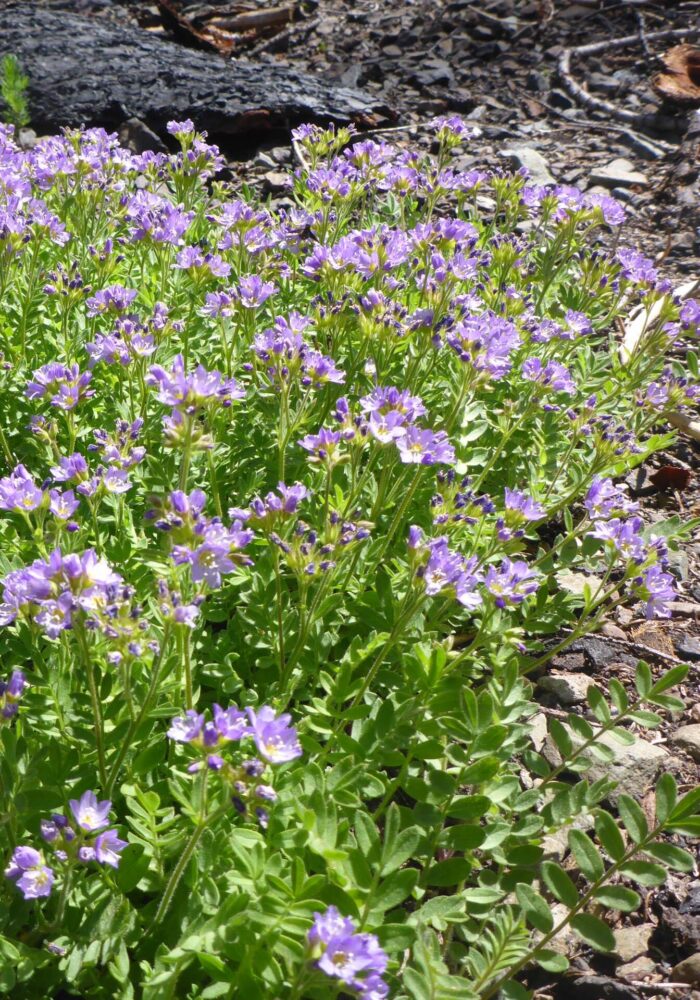 California polemonium (AKA Jacob’s ladder). D. Burk. Pettijohn Trail. June 29, 2025.