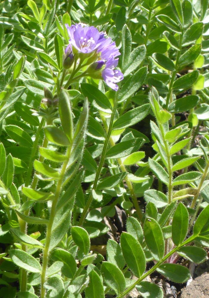California polemonium (AKA Jacob’s ladder) closer look. D. Burk. Pettijohn Trail. June 29, 2025.