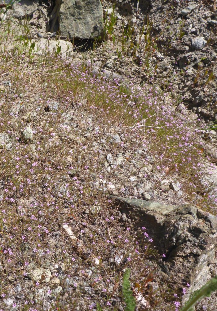 Probably Alva Day's pincushionplant. D. Burk. Pettijohn Trail. June 29, 2025.