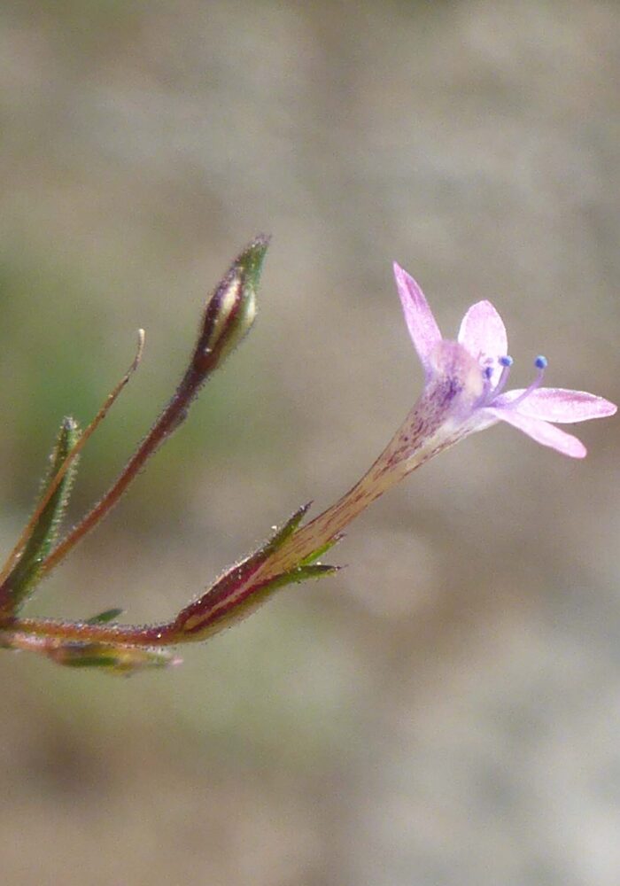 Close-up of what is probably Alva Day's pincushionplant. D. Burk. Pettijohn Trail. June 29, 2025.