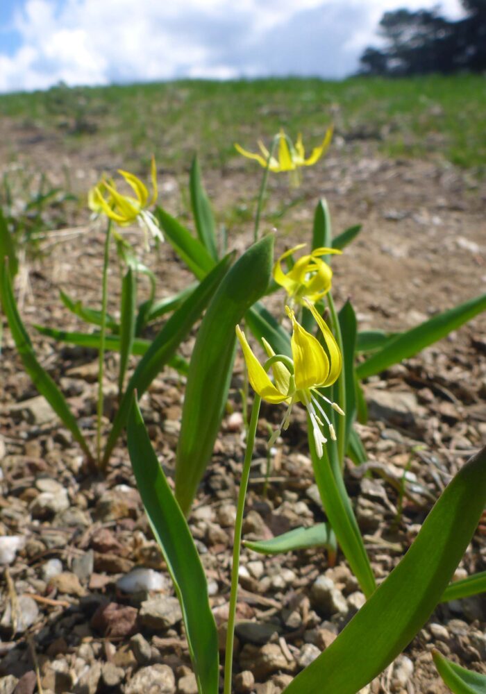 Glacier-lily. D. Burk. Pettijohn Trail. June 29, 2025.
