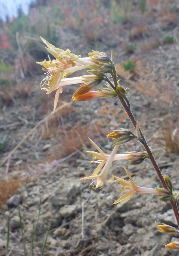 Scarlet-gilia color variant. D. Burk. Pettijohn Trail. June 29, 2025.