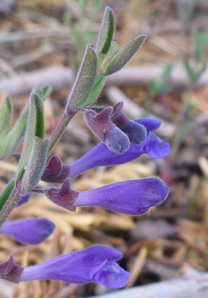 Snapdragon skullcap. D. Burk. Pettijohn Trail. June 29, 2025.