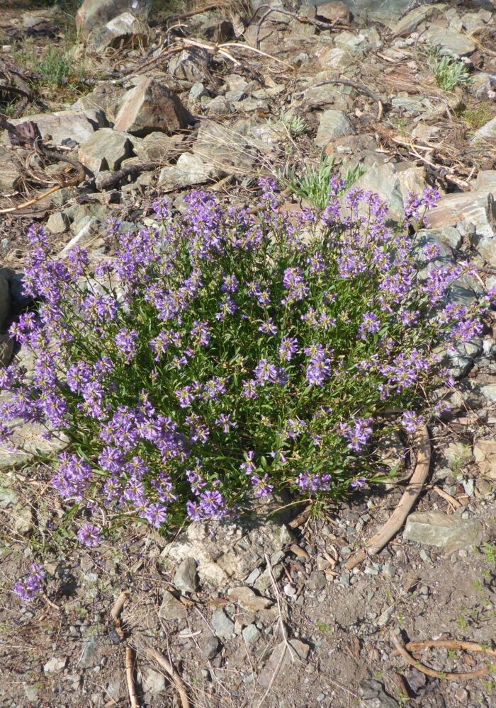 Small-flowered penstemon. D. Burk. Pettijohn Trail. June 29, 2025.
