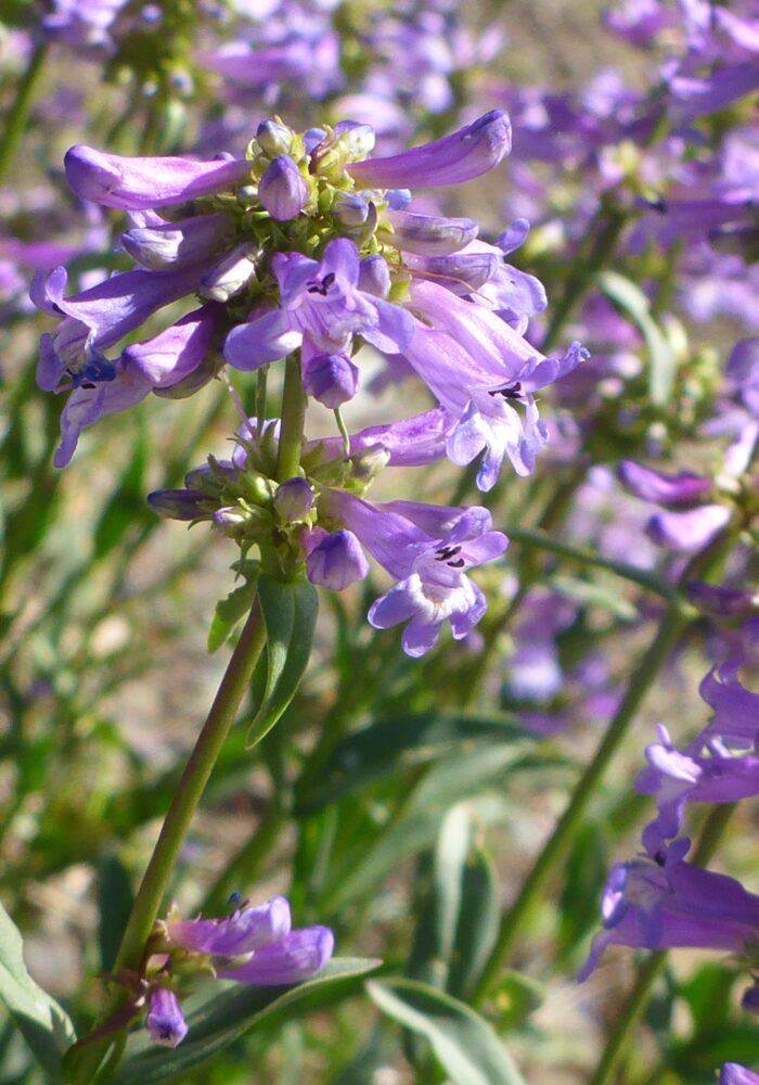 Closer look at small-flowered penstemon. D. Burk. Pettijohn Trail. June 29, 2025.