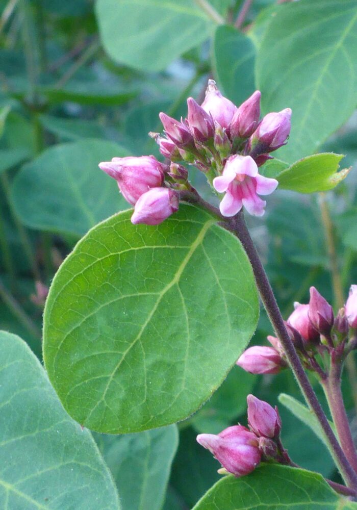 Mountain dogbane closer look. D. Burk. Pettijohn Trail. June 29, 2025.