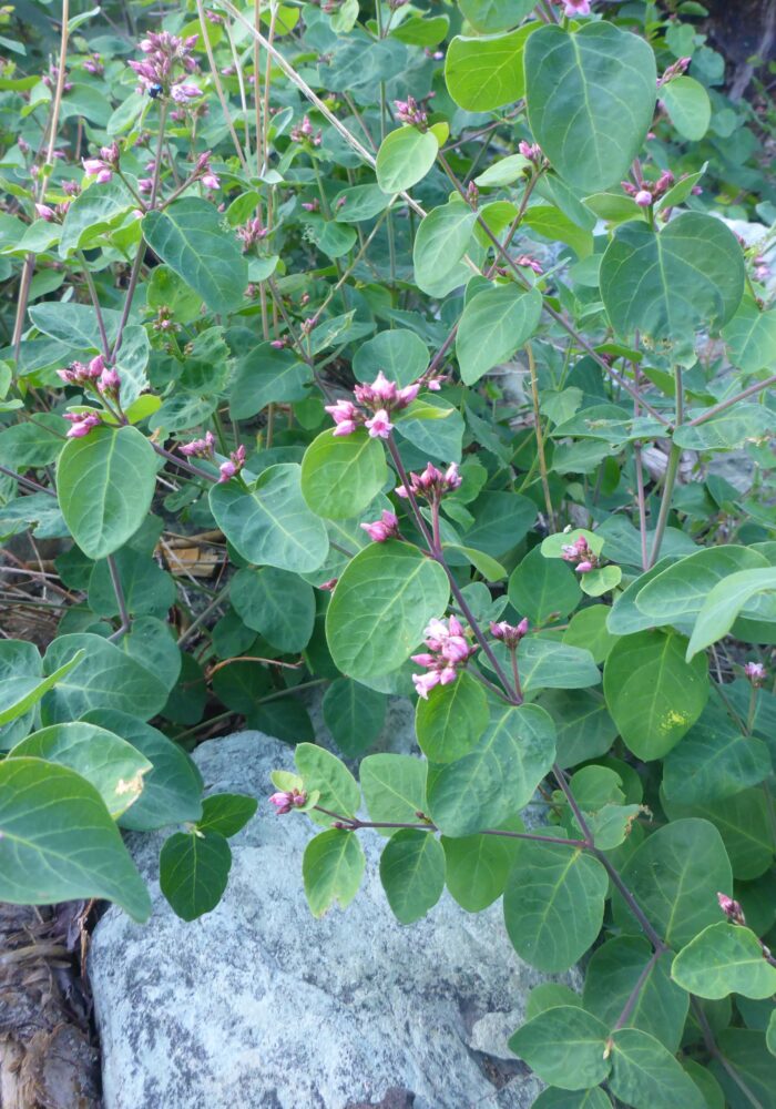 Mountain dogbane. D. Burk. Pettijohn Trail. June 29, 2025.