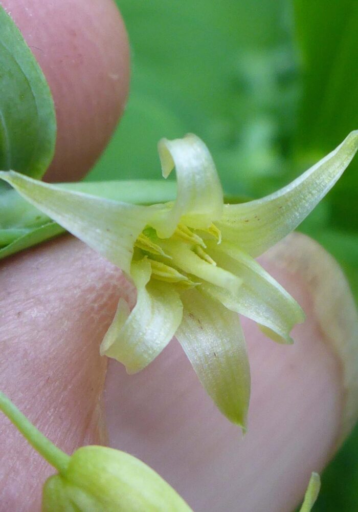 Hooker's fairybells close-up. D. Burk. Pettijohn Trail. June 29, 2025.