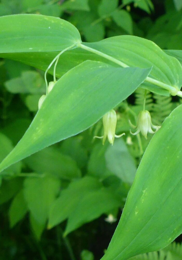 Hooker's fairybells. D. Burk. Pettijohn Trail. June 29, 2025.