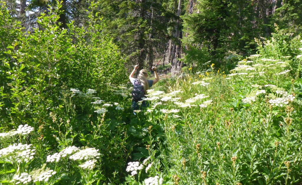 Overgrown Pettijohn Trail. June 29, 2025. D. Burk.