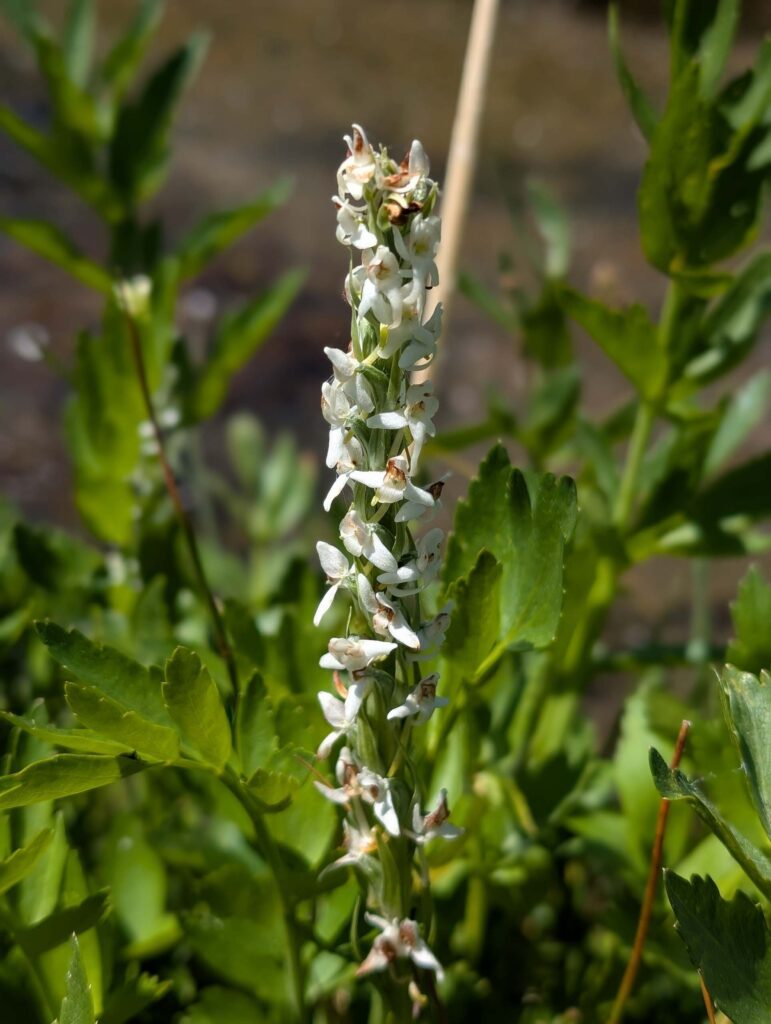 Sierra Bog Orchid at Paradise Meadows, Lassen. July 12, 2025. R. Redlich.