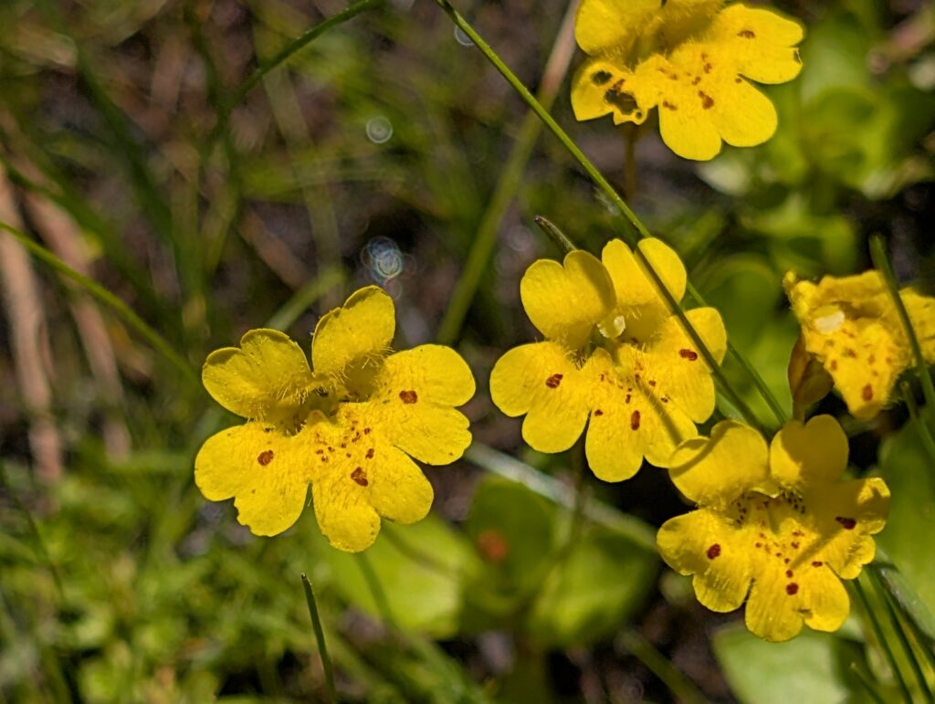 Primrose monkey-flowers.  R. Redlich.  Lassen.  July 12, 2025.