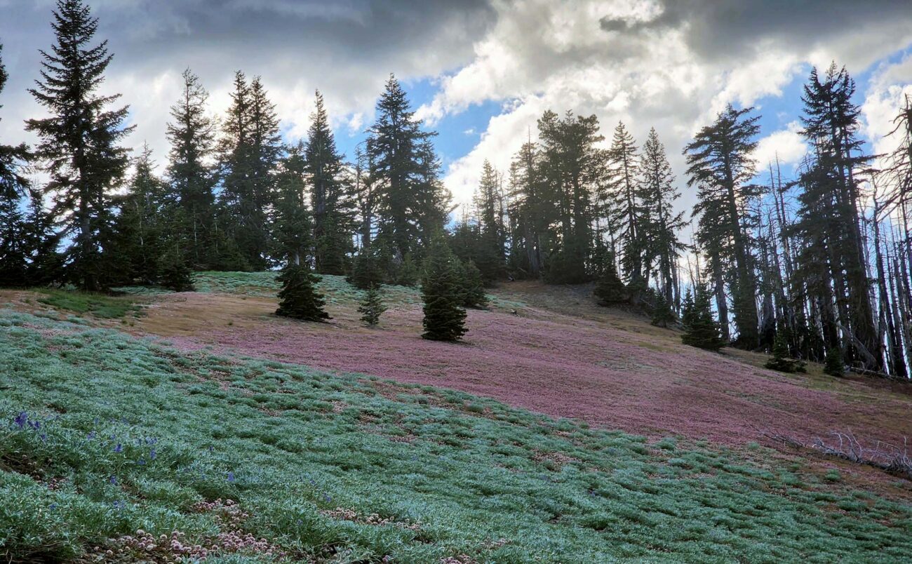 North Yolla Bolly ridgetop, carpeted in pussypaws. D. Burk.