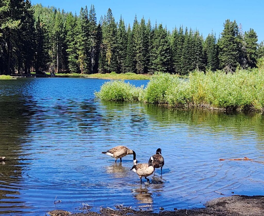Canada geese in Manzanita Lake. J. Malik.