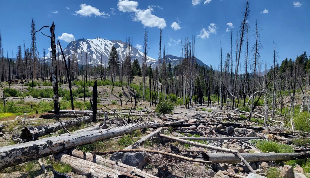 Burned lodgepole pines. D. Mandel.