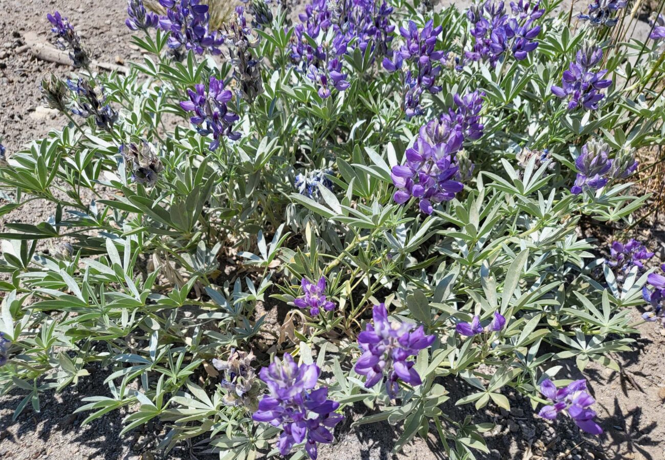 Satin lupine. D. Mandel.