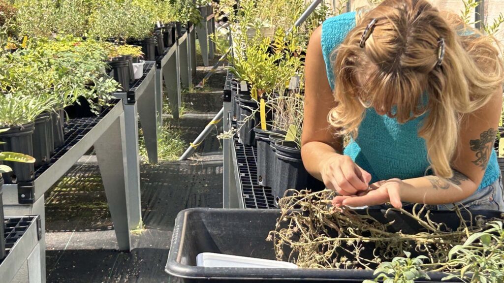 New intern in the nursery (Oceanna Boudway). MA McCrary.