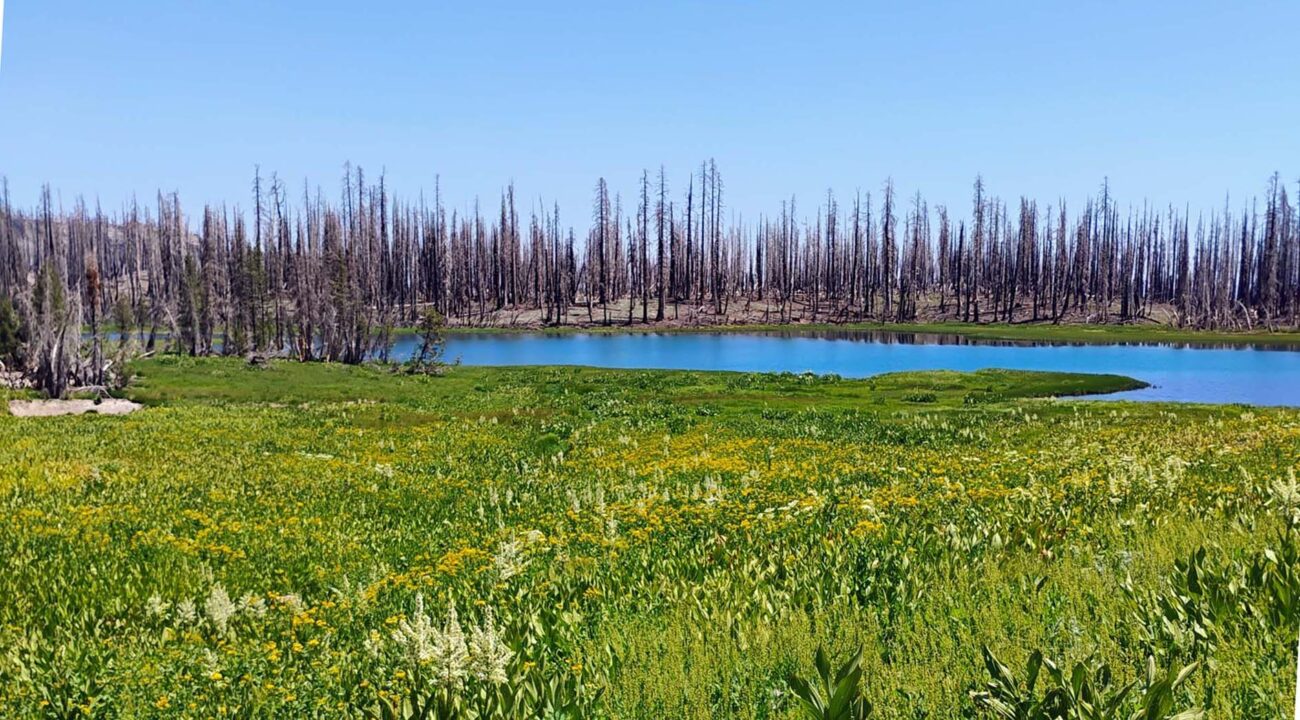Crumbaugh Lake, with burned trees in the background and lush flowering plants in the foreground. Photo by David Ledger. July 20, 2025.