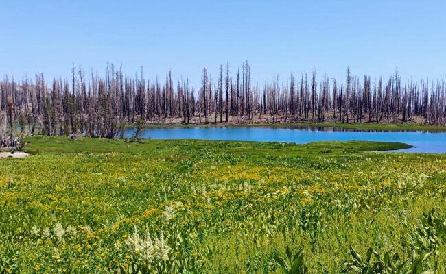 Crumbaugh Lake, with burned trees in the background and lush flowering plants in the foreground. Photo by David Ledger. July 20, 2025.