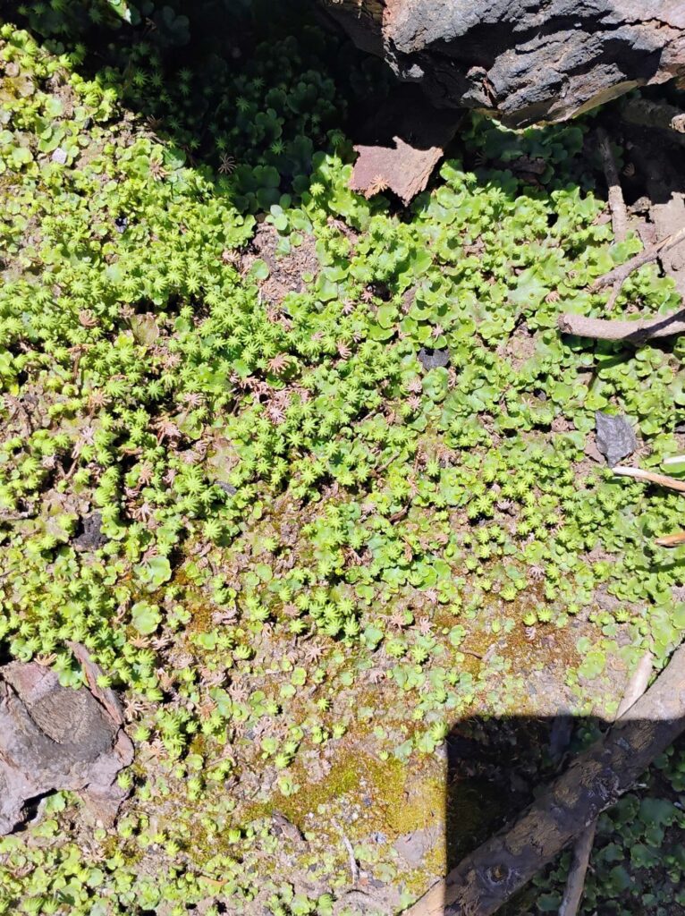 Liverworts with fruiting bodies. D. Ledger. July 20, 2025. LVNP.