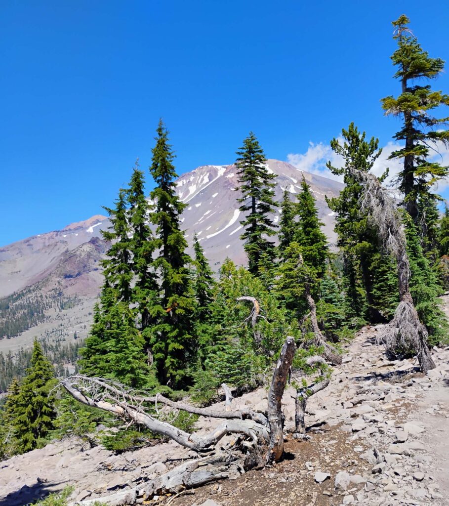 Conifers on the Gray Butte and Panther Meadows field trip. Photo by D. Ledger. 8-17-25