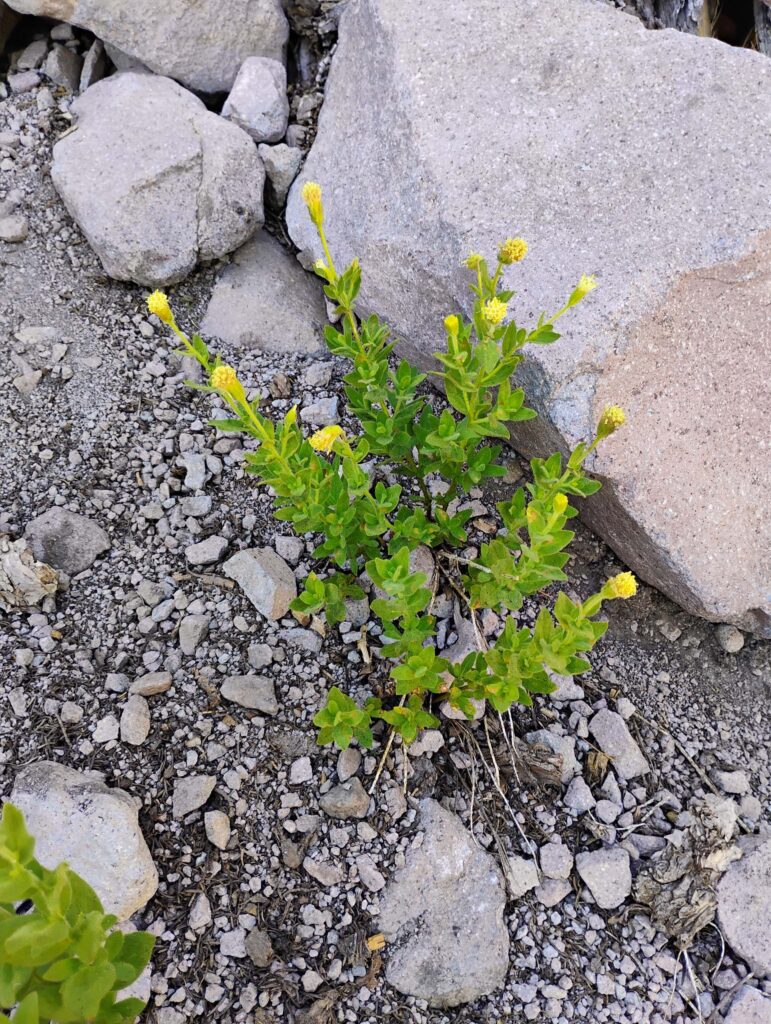 Yellow flowers of Mount Shasta arnica, in front of gray rocks. Photo by D. Ledger. 8-17-25