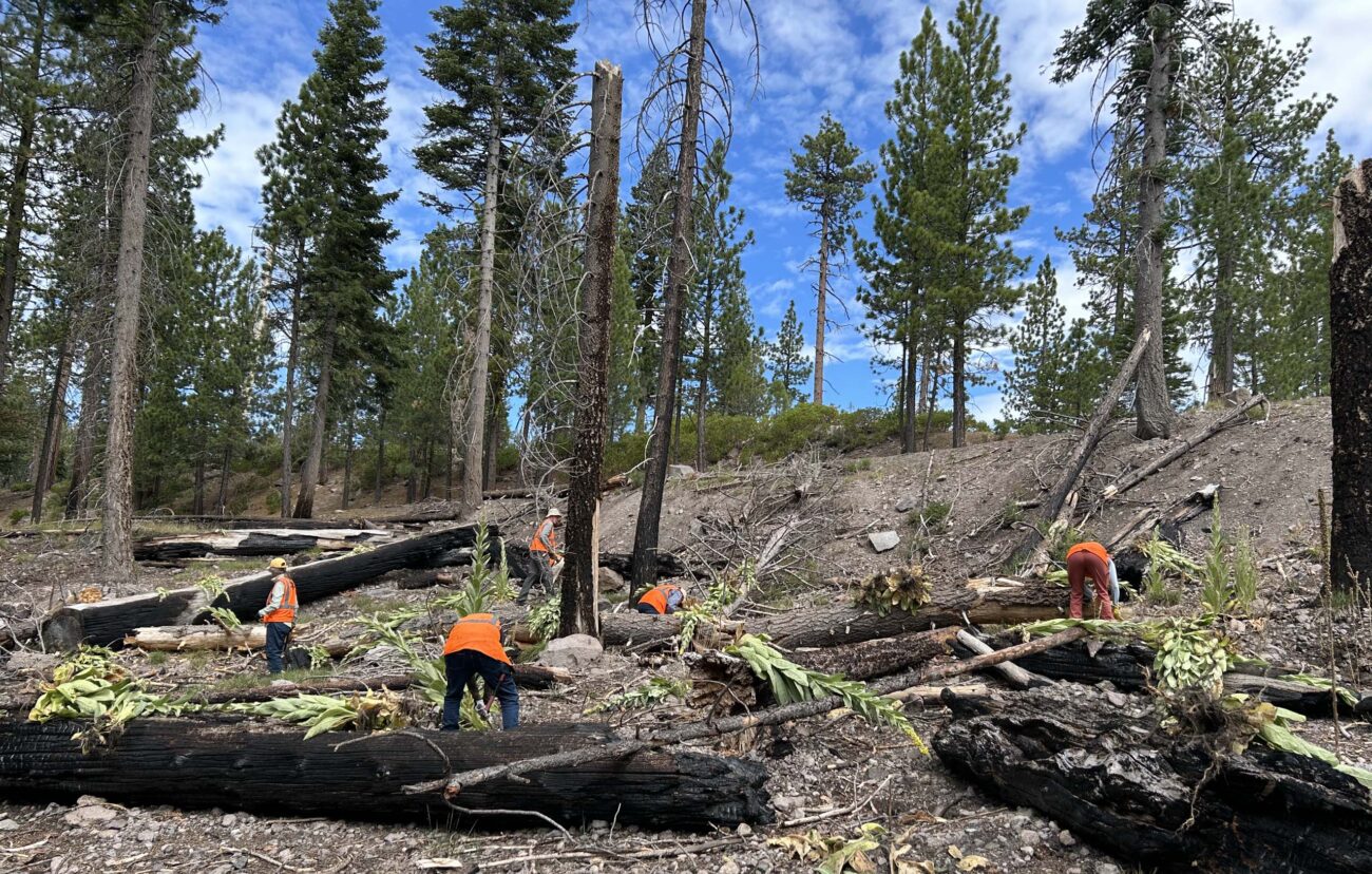 Woolly mullein removal at LVNP. Sierra Club.