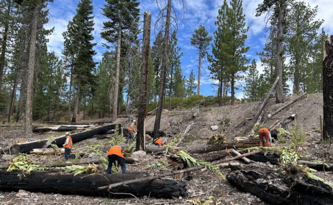 Woolly mullein removal at LVNP. Sierra Club.