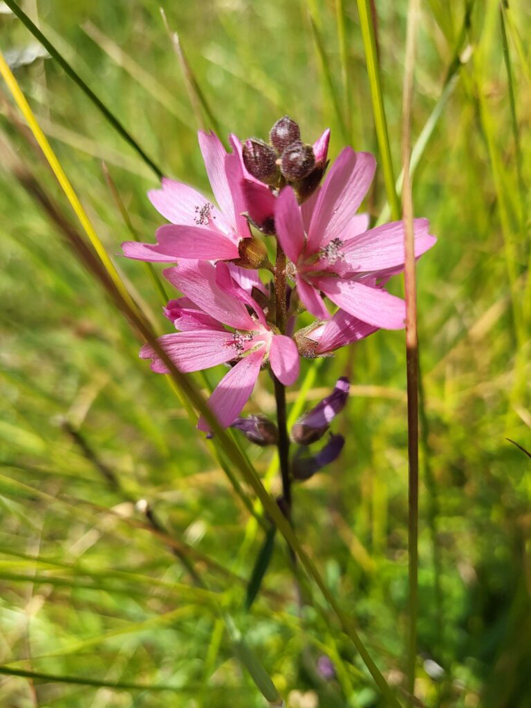 Oregon checker-mallow at the Sáttítla field trip. Photo © D. Mandel.