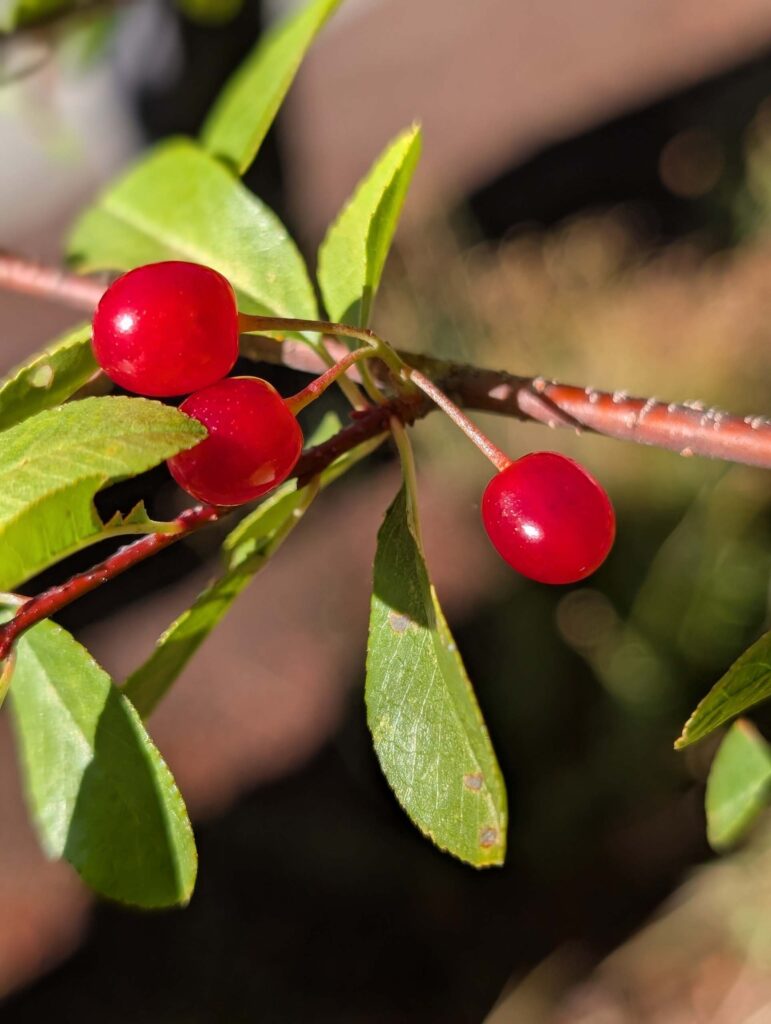 Bitter cherry on the way to Gray Butte. Photo by R. Redlich.