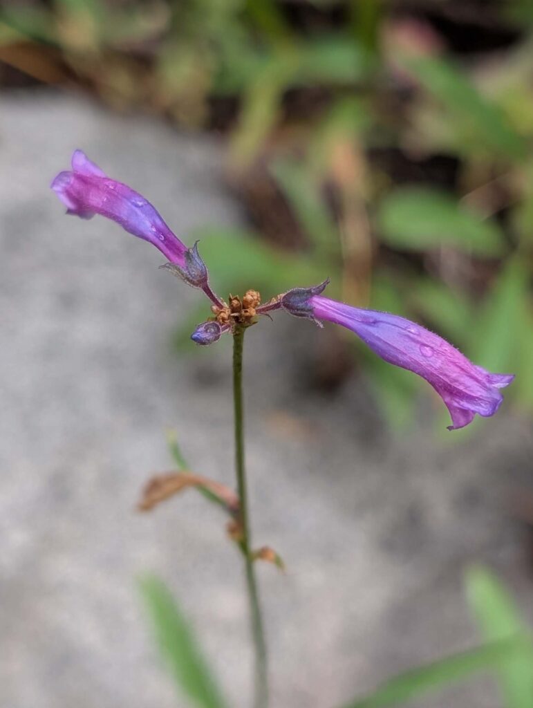 Slender penstemon in Mount Shasta. Photo by R. Redlich.