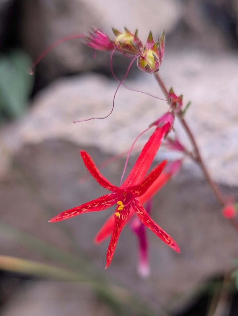 Scarlet gilea bloom at Gray Butte and Panther Meadows. Photo by R. Redlich.