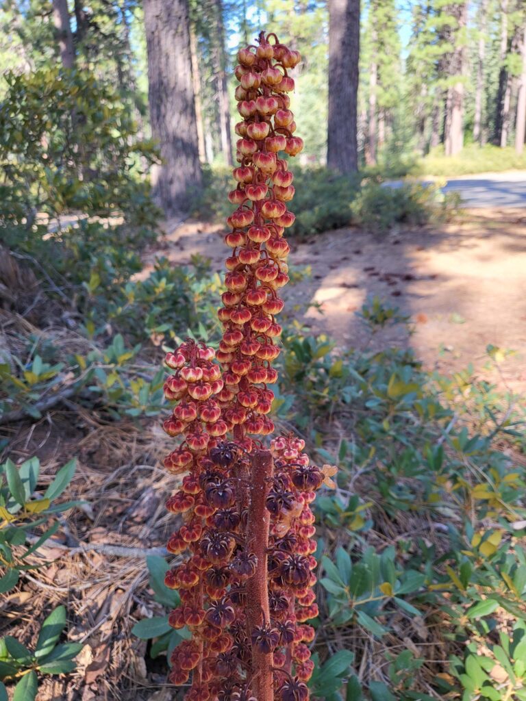 Pine drops, Pterospora andromedea, observed at Sáttítla. Photo © D. Mandel.